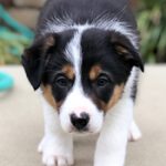 Tan, White and Black Border Collie Pup at Hancock Farms