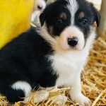 Tan, Black, Brown and White Border Collie Pups at Hancock Farms