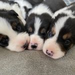 Three Cute Border Collie Pups With Their Noses Pressed Together at Hancock Farms