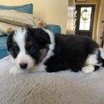 White, Tan, Brown and Black Border Collie Pup at Hancock Farms