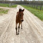 Young Brown Colt Trotting Down a Dirt Road at Hancock Farms