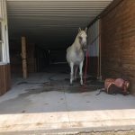 Adult White Horse in Our Horse Barn at Hancock Farms