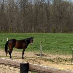 Adult Horse with Brown Fur and Black Mane Standing in Green Pasture at Hancock Farms