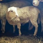 Three White Sheep in Pen at Hancock Farms