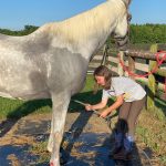 White Horse with White Mane Getting a Bath at Hancock Farms